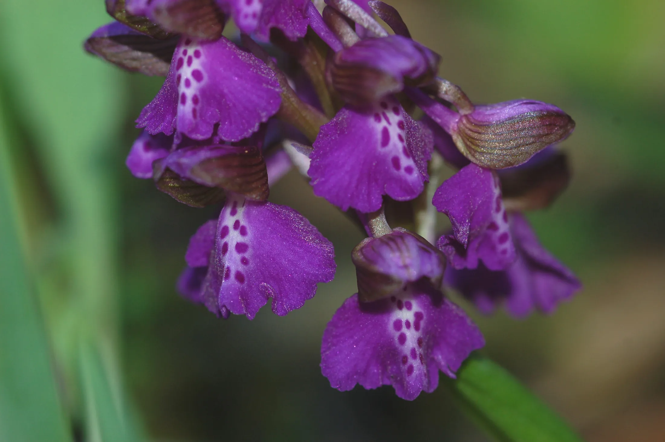 Orchids 2